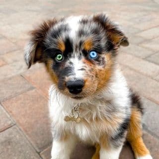 Pupiranha the Blue Merle Australian Shepherd profile image