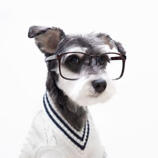 Remix The Dog profile image