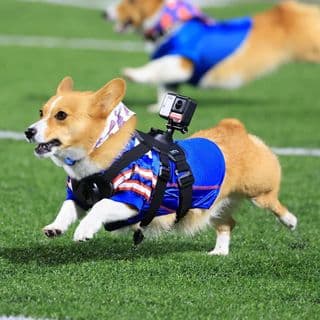 Ziggy thecorg profile image