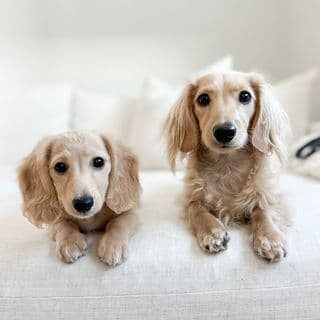 wilbur and palmer | long haired miniature dachshunds profile image