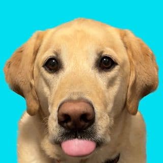 Dexter & Daragh profile image