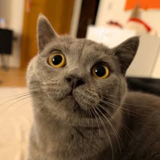 Percy Bubs profile image