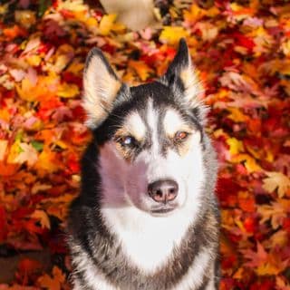 Maya The Husky profile image