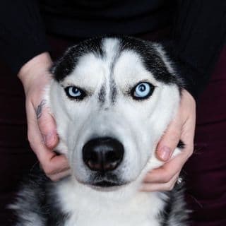 The Husky Moon profile image