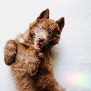The Husky SeQuoi ↟𝒬𝓊𝑜𝒾↟ profile image