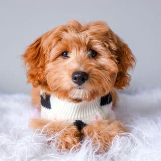 Kenzie The Cavapoo profile image
