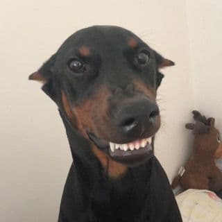Ares thedoberman profile image