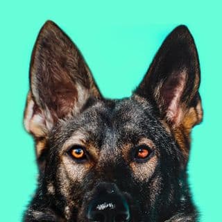 JADE THE SABLE GSD profile image