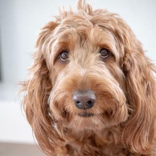 Murphy + Malibu profile image