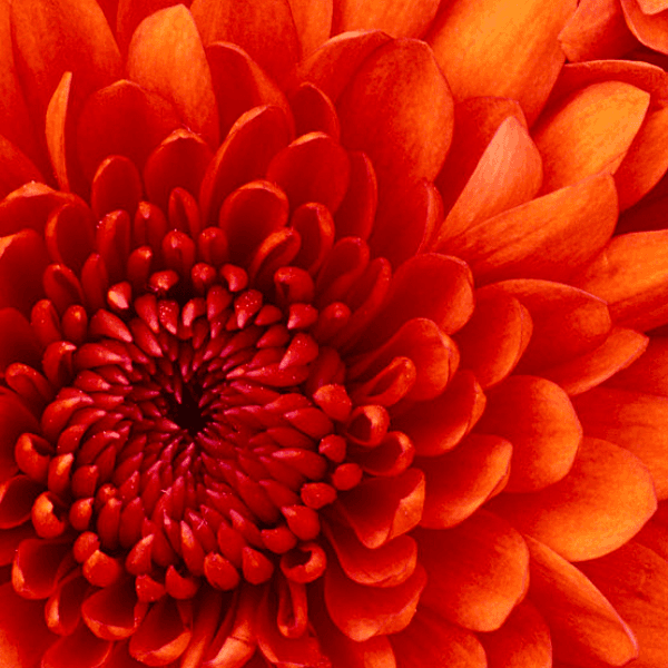 Sid Sid profile image