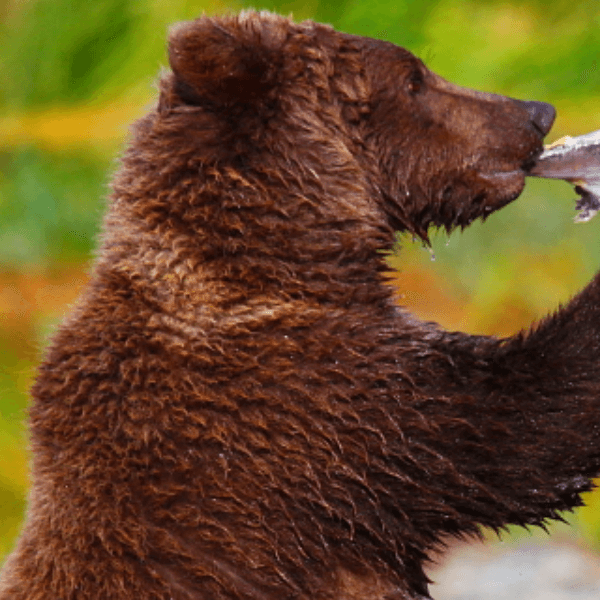 Skret ron profile image