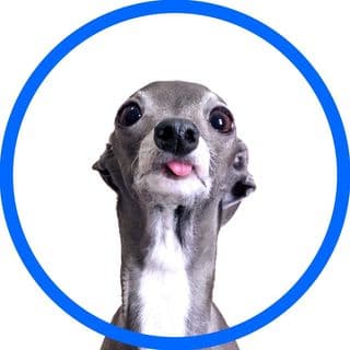 tika the iggy profile image