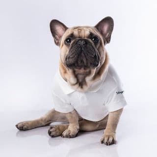 Gnocchi The Frenchie profile image