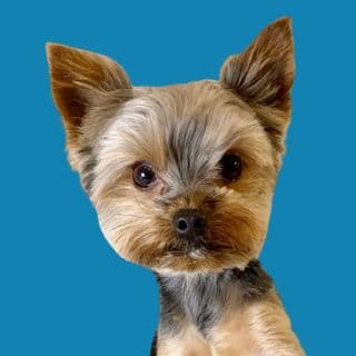 Sammy in the City profile image
