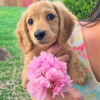 M A Y A the Mini Dachshund profile image