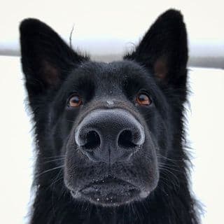 ᑕᕼᗩᖇᒪIE & ᗰOOᔕE 🐾 profile image