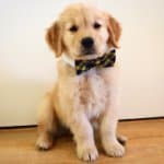 Louie | The Golden Retriever profile image