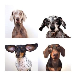 Harlow and Sage profile image