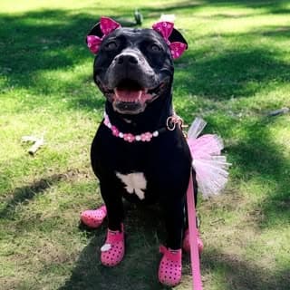 Akira The Black “Pit Bull” profile image