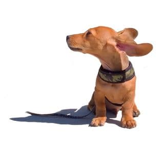 Wilson the Wiener profile image